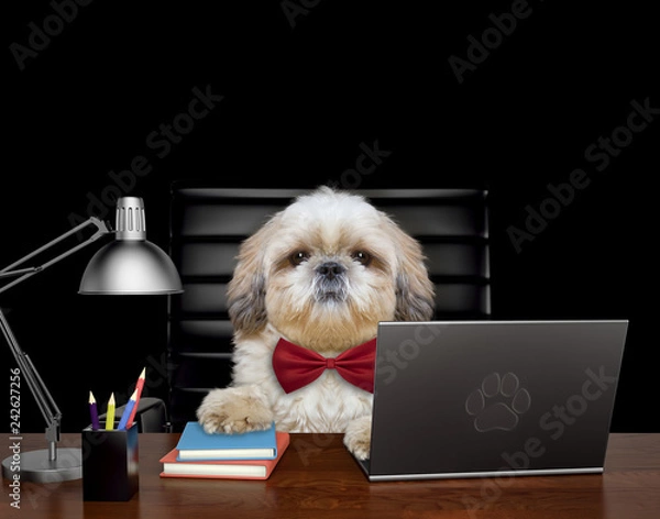 Fototapeta Shitzu dog manager is doing some work on the computer. Isolated on black