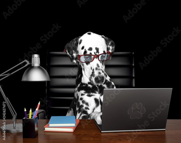 Fototapeta Dalmatian dog in glasses is doing some work on the computer. Isolated on black