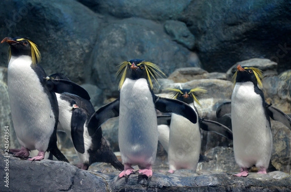 Obraz A group of northern rockhopper penguin with a menacing gaze and spread wings standing on the rocks and looking forward.