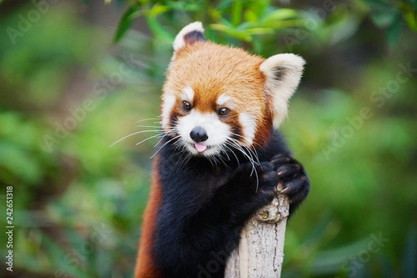 Obraz Red panda (Ailurus fulgens) in a zoo in the Ocean park in Hong Kong, China.