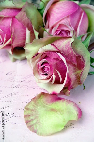 Obraz Rosen auf altem Brief