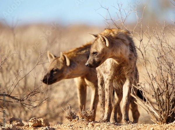 Obraz Spotted hyaena (Crocuta crocuta)