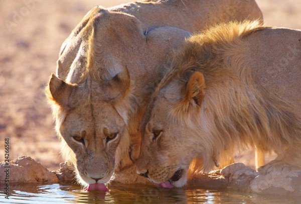 Obraz Two lionesses (panthera leo)