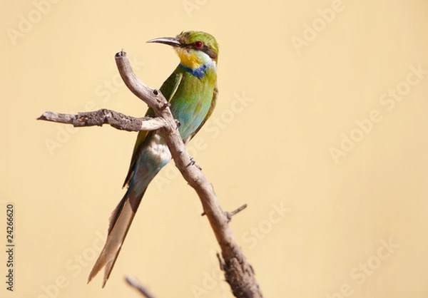 Obraz Swallow-tailed Bee-eater