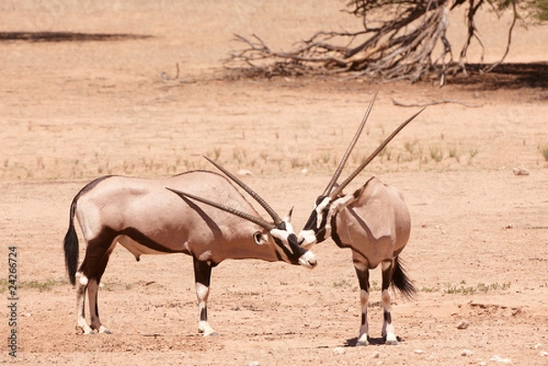 Obraz Group of Gemsbok