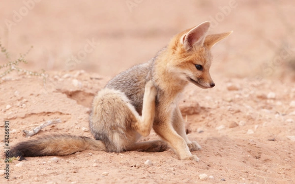 Obraz Alert Black-backed Jackal (Canis mesomelas)
