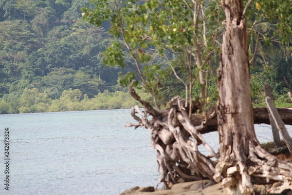 Obraz roots and water