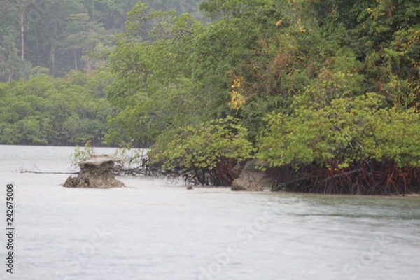Obraz forest and water