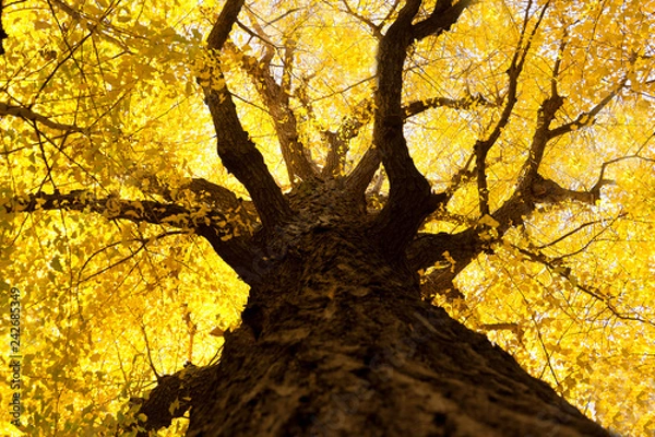 Obraz Ginkgo tree.
