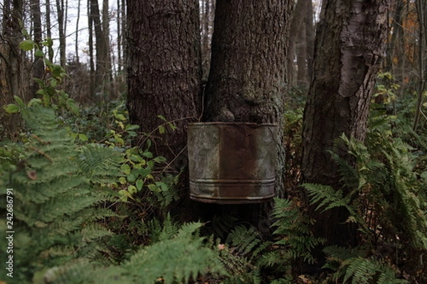 Fototapeta Waldblecheimer