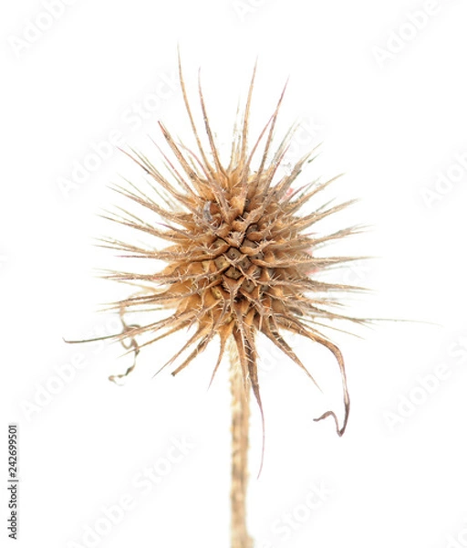 Fototapeta Dried flower head of Dipsacus sativus or Fuller's teasel isolated on white background