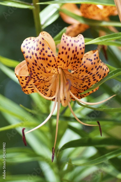 Obraz オニユリの花