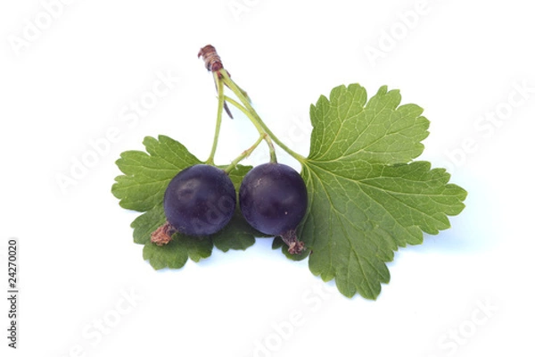 Obraz schwarze Johannisbeeren