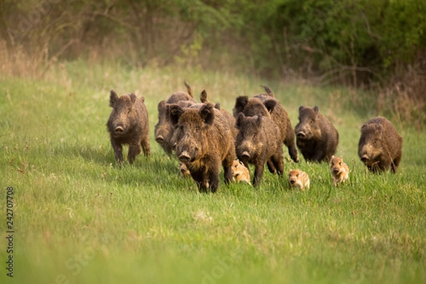 Fototapeta Group of wild boars, sus scrofa, running in spring nature. Action wildlife scenery of a family with small piglets moving fast forward to escape from danger.