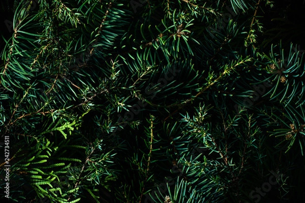 Obraz Natural coniferous plant texture. Green branches of spruce, juniper and fir trees