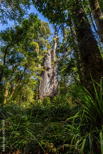 Fototapeta Te Matua Ngahere, which means "Father of the forest", is the second largest living Kauri tree in Waipoua Kauri Forest,  New Zealand.