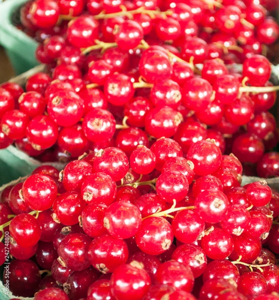 Fototapeta Bilberries forming a background