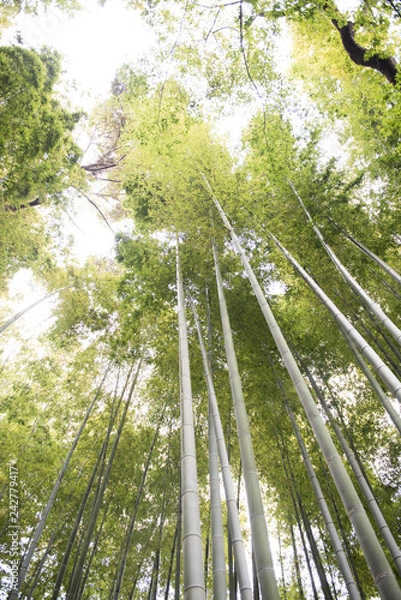 Fototapeta 竹藪