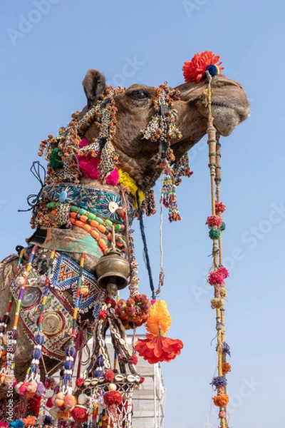 Obraz Zdobiona głowa wielbłąda na pustyni Thar podczas Targów Wielbłądów Pushkar, Rajasthan, Indie. Ścieśniać