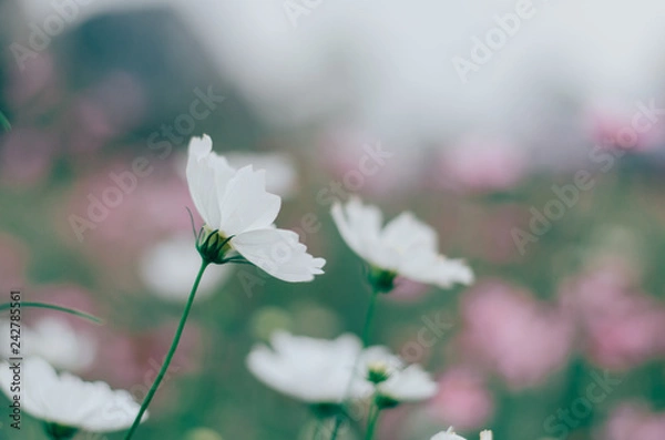 Fototapeta white cosmos in the field