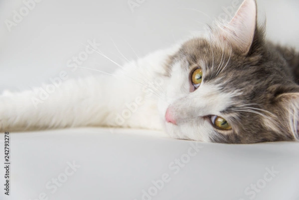 Fototapeta ノルウェージャンフォレストキャット