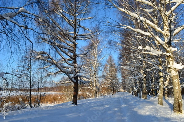 Fototapeta trees in snow