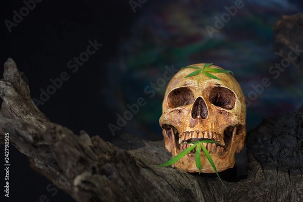Fototapeta Still Life of Skull, Candle and Green Cannabis Leaf on wooden
