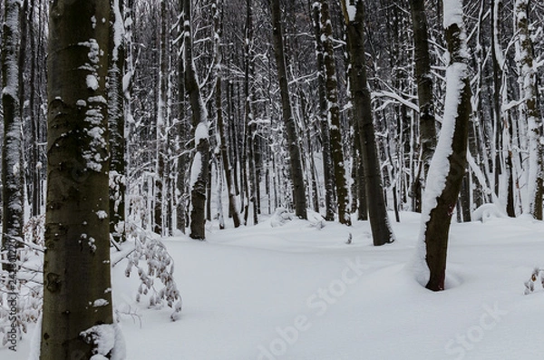 Fototapeta las zimą 