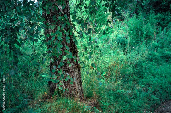 Fototapeta birch, tree