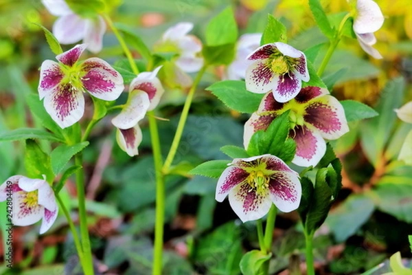 Obraz 美しいクリスマスローズ