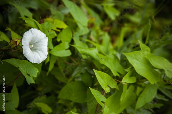 Fototapeta Bindweed flower