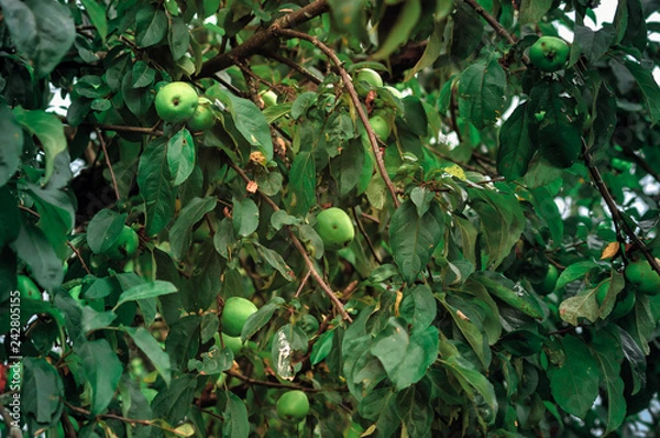 Fototapeta Apple tree