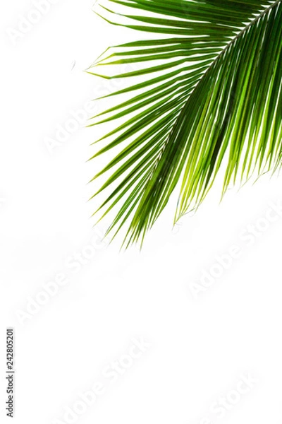 Fototapeta palms leaf on white background