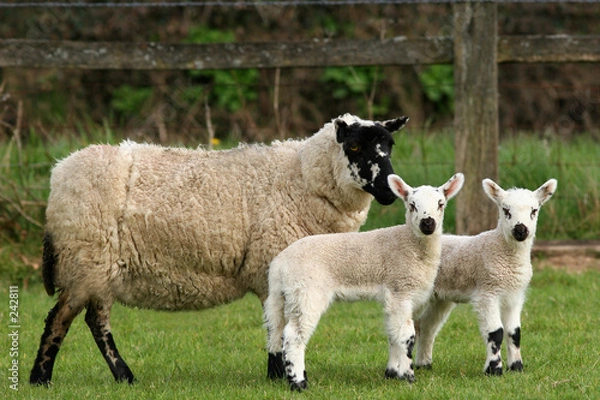Fototapeta mother and lambs