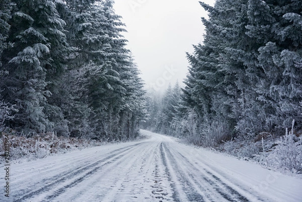 Fototapeta Snowy Winter Pine Trees in Fog