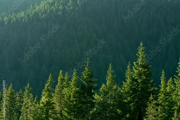 Fototapeta Pine Trees on a Hill at Sunset