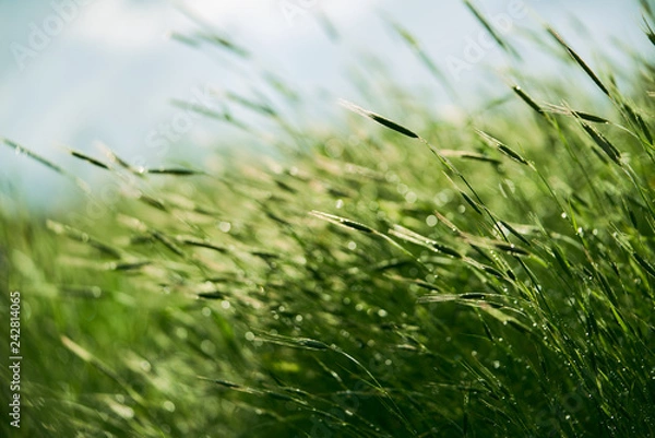 Fototapeta Wavy Backlit Wet Grass