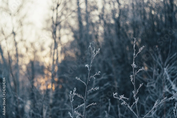 Obraz frost on the trees