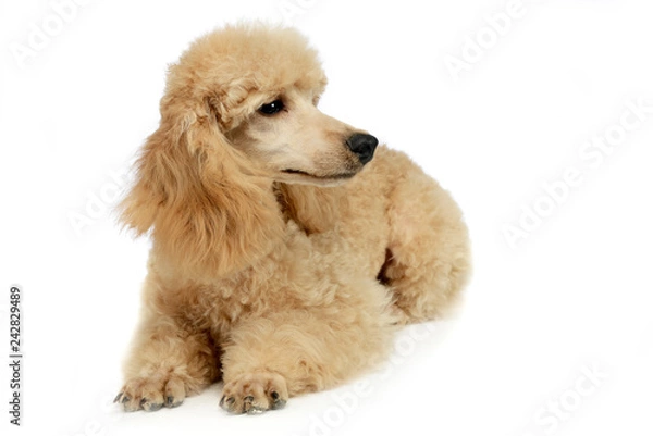 Obraz Nice young puddle relaxing in a white studio