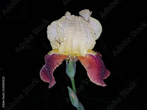 Fototapeta Белый ирис с каплями дождя крупным планом на черном фоне 