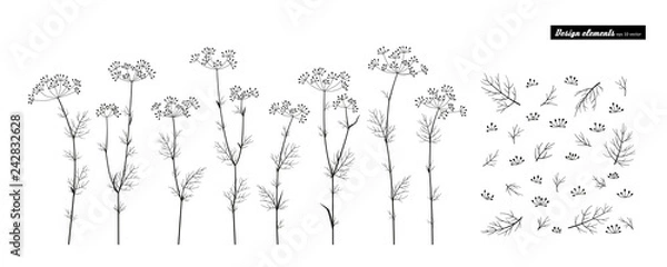Obraz Fennel. Vector set isolated on white.