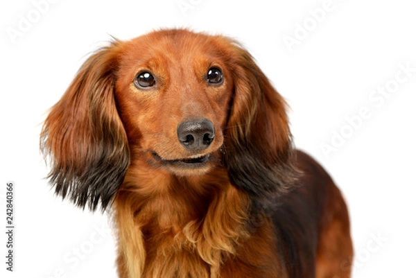 Obraz Portrait of an adorable longhaired Dachshund