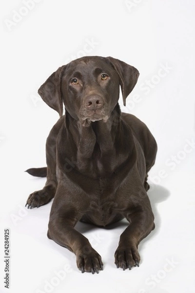 Obraz Chocolate Labrador Retriever Dog