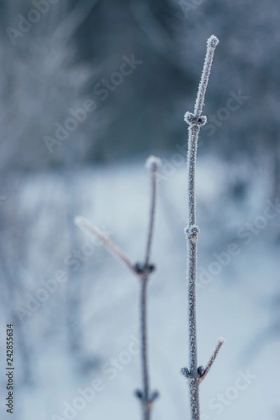 Obraz frost branch