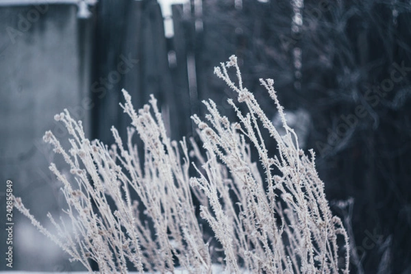 Obraz plants in frost