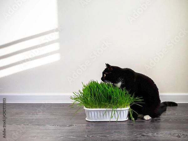 Fototapeta cat, grass