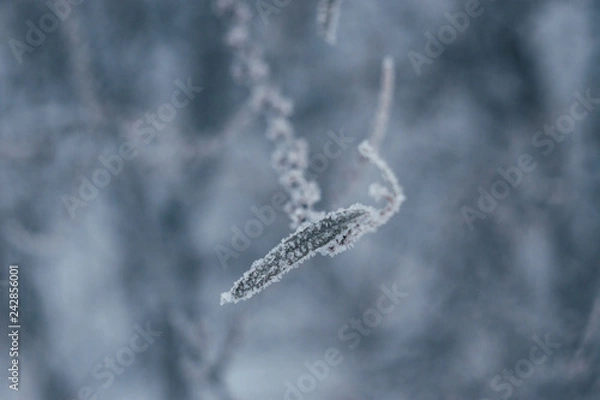 Obraz leaf in frost