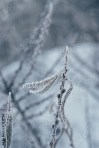 Obraz leafs in frost