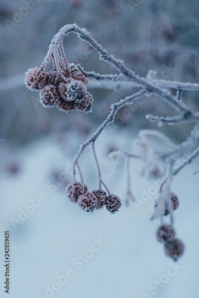 Obraz apples in frost