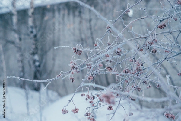 Obraz appletee in frost